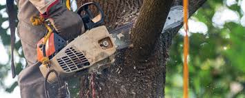 Best Tree Cabling and Bracing  in Aransas Pass, TX