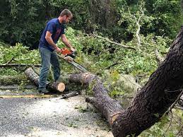  Aransas Pass, TX Tree Services Pros