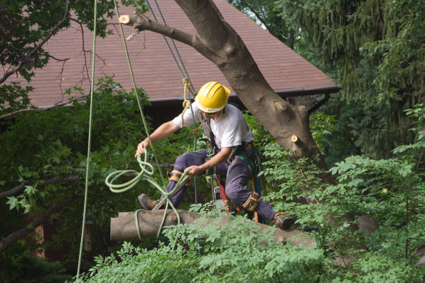 Best Hazardous Tree Removal  in Aransas Pass, TX