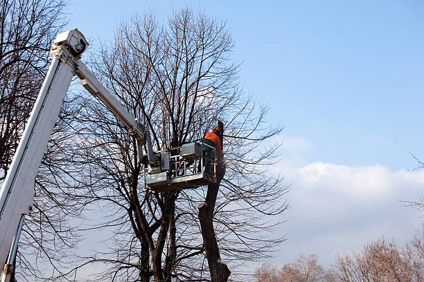 Best Tree and Shrub Care  in Aransas Pass, TX